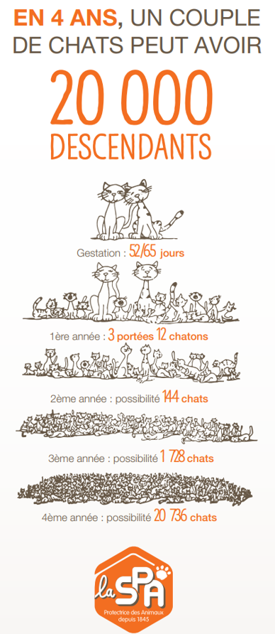 Prolifération Chats chiffres