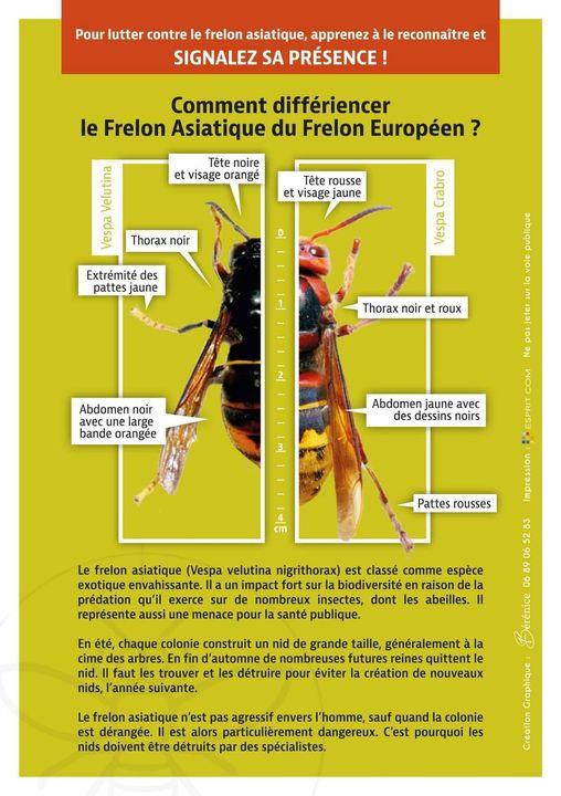 identification frelons